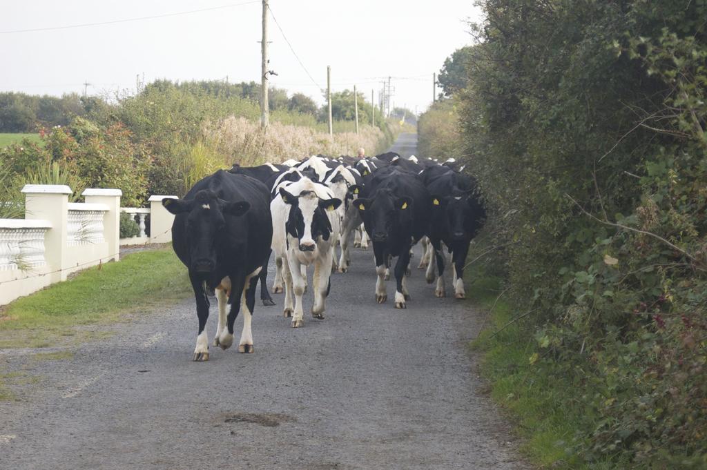 Greenfields Farmhouse Villa Ballylongford Bagian luar foto